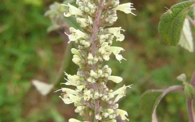 養蜂種什么花蜜源最好？(蜜源植物種植技巧)