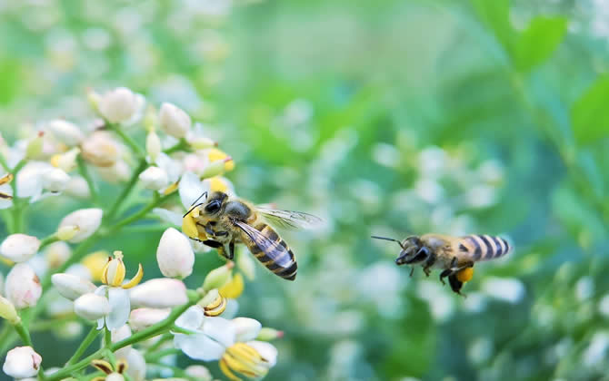 新手養蜂