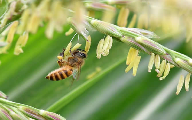 新手養蜂