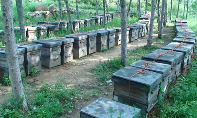 養(yǎng)殖蜜蜂應該如何擺放蜂箱？