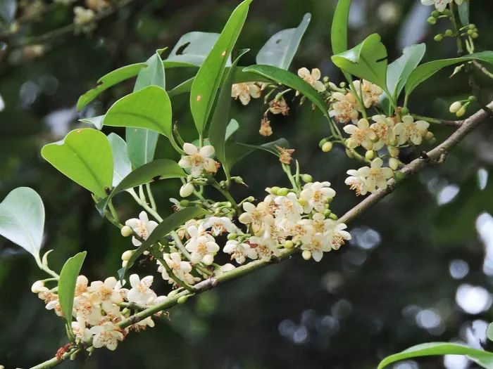 南方夏季蜜源植物有哪些？(蜜源植物花期和產地)