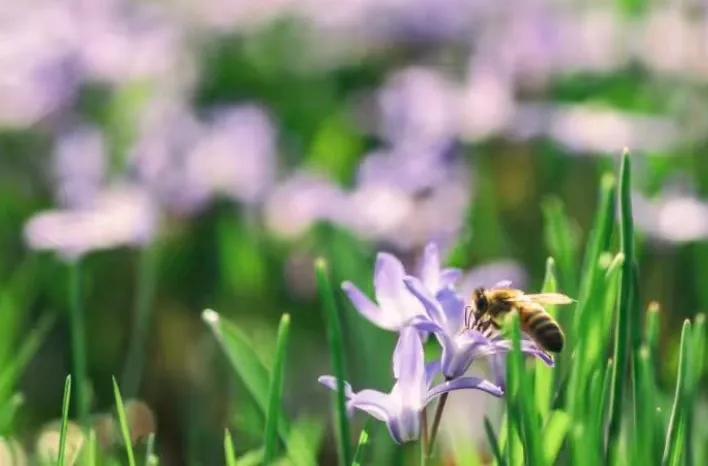 如何誘捕別人家養(yǎng)的蜜蜂?(教你怎么捉來(lái)蜜蜂)