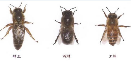 蜂王長(zhǎng)什么樣子？(罕見(jiàn)的蜂王樣子)
