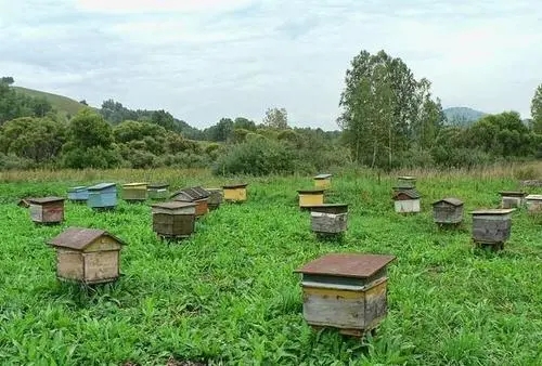 蜜蜂的盜性與什么有關（什么是盜蜂現象）