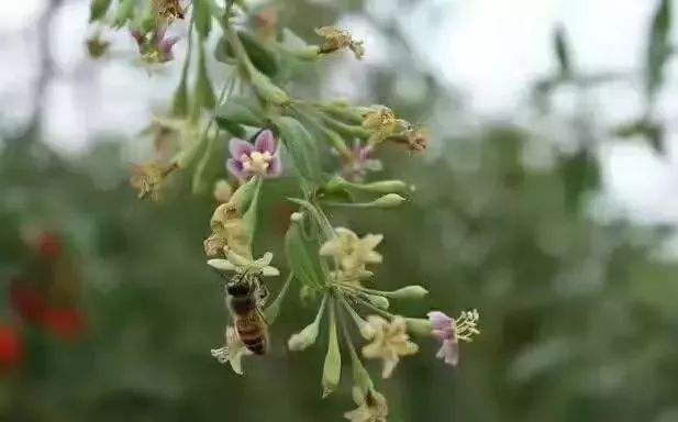 中華蜜蜂的飼養技術