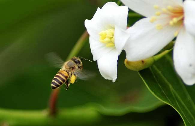 中華蜜蜂的飼養技術