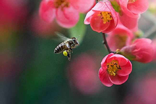 【蜜蜂知識】蜜蜂采蜜對花有什么好處？