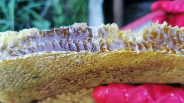 蜜蜂什么時候取蜜最好？取蜜的3種常用方法，每種方法的利與弊