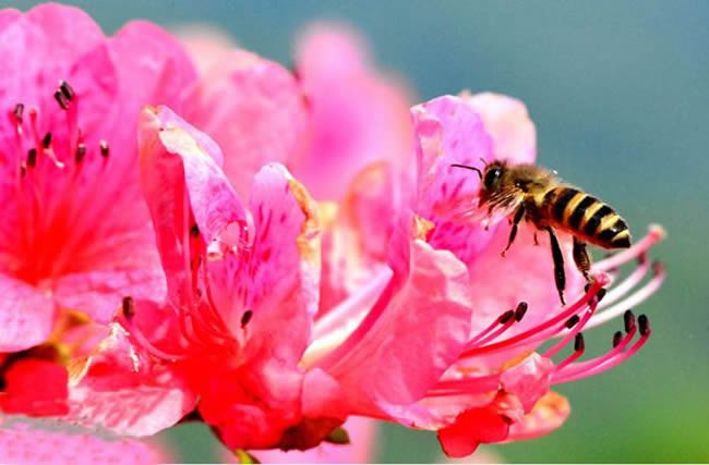 【蜜蜂知識】中華蜜蜂在哪里分布？