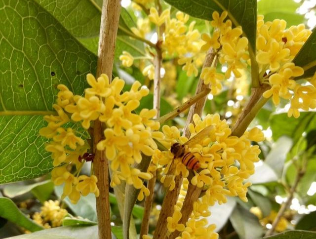 野桂花蜜是什么樣的（桂花蜜來(lái)源及蜜源介紹）