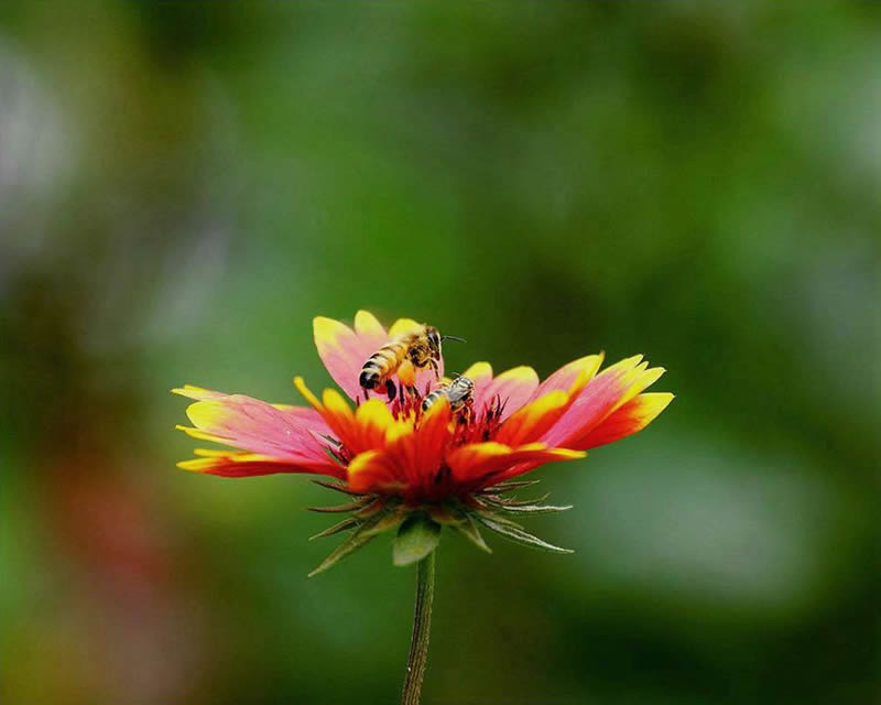 【蜜蜂知識】蜜蜂為什么正在逐漸消失？