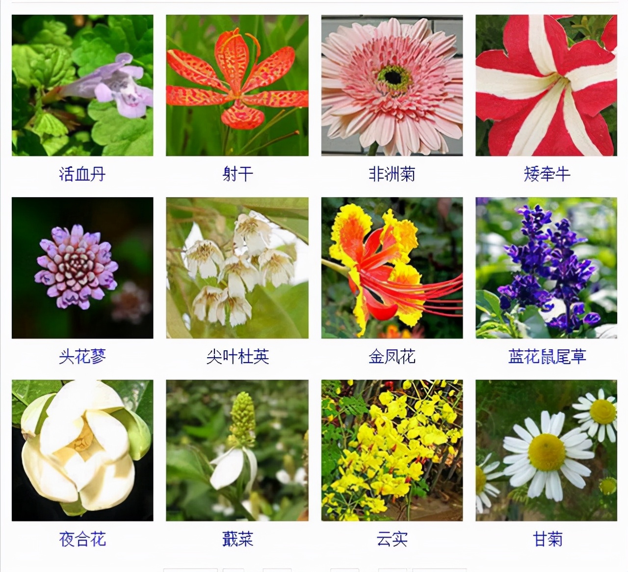 植物品種名稱大全（最常見的800種景觀觀花植物，附植物習性種植）