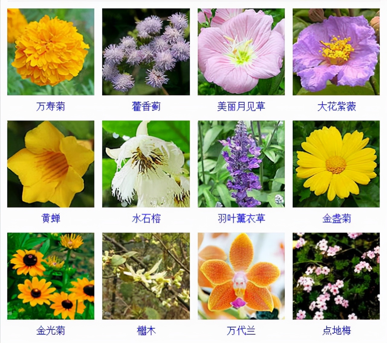 植物品種名稱大全（最常見的800種景觀觀花植物，附植物習性種植）