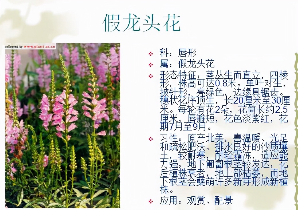 植物品種名稱大全（最常見的800種景觀觀花植物，附植物習性種植）