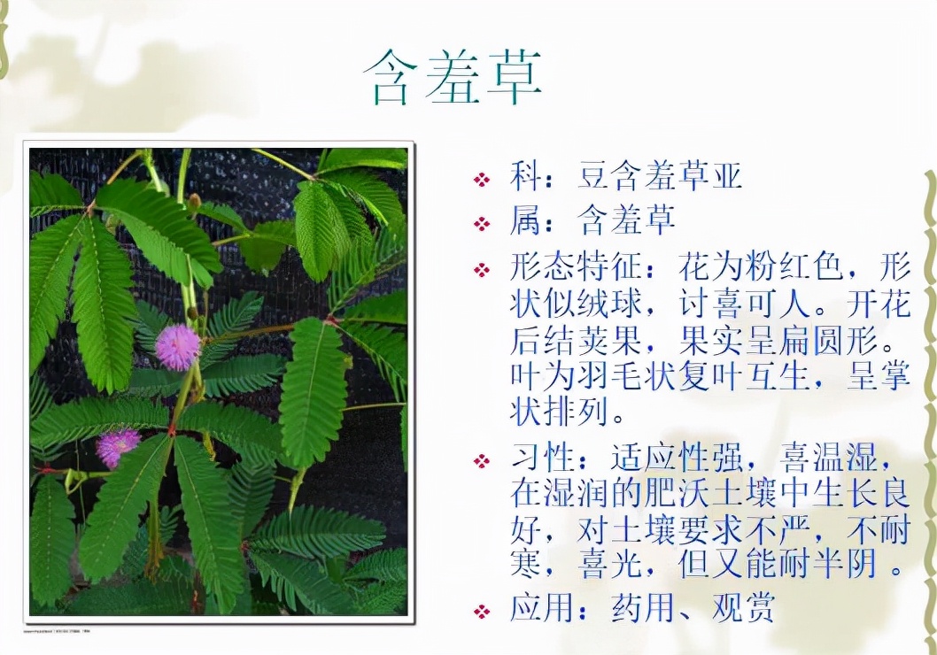 植物品種名稱大全（最常見的800種景觀觀花植物，附植物習性種植）