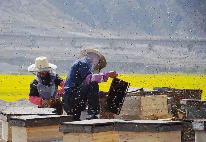 養(yǎng)蜂初學者要注意弱群越冬的管理