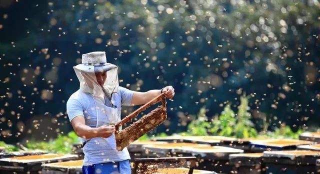 養(yǎng)蜂初學者要注意弱群越冬的管理