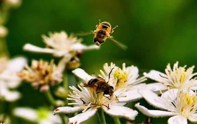 養(yǎng)殖蜜蜂時(shí)蜜蜂不蟄手嗎