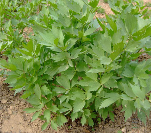 當(dāng)歸植物有蜜嗎(當(dāng)歸花開花有蜜嗎)