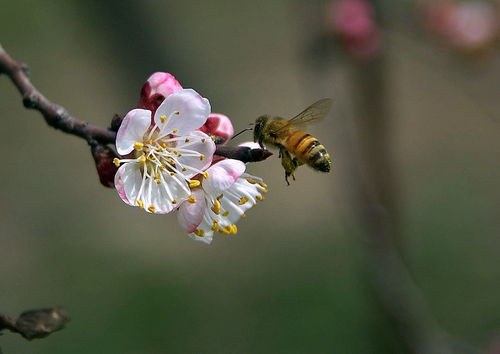 附近有人養(yǎng)蜂能不能誘蜂（為什么不能在養(yǎng)蜂場附近誘蜂）