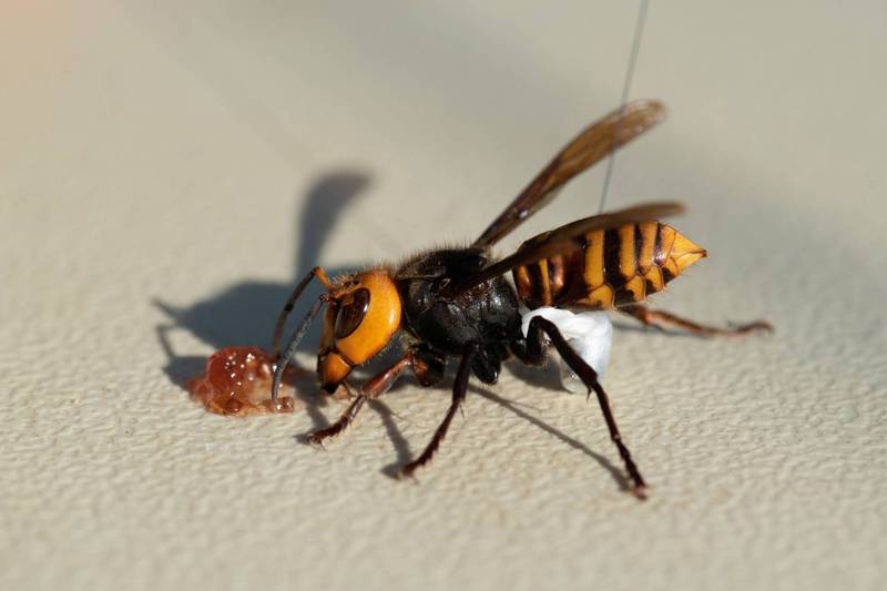 虎頭蜂最怕什么東西？(氣味、農藥、動物等)