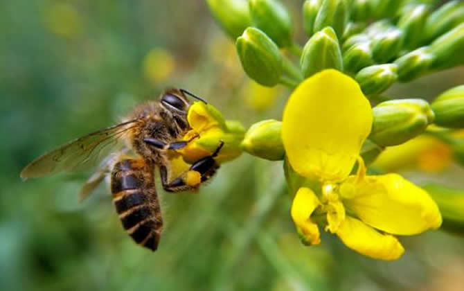 一個蜂群一個月能產(chǎn)多少蜂蜜（蜜蜂多少天能產(chǎn)一批蜜）
