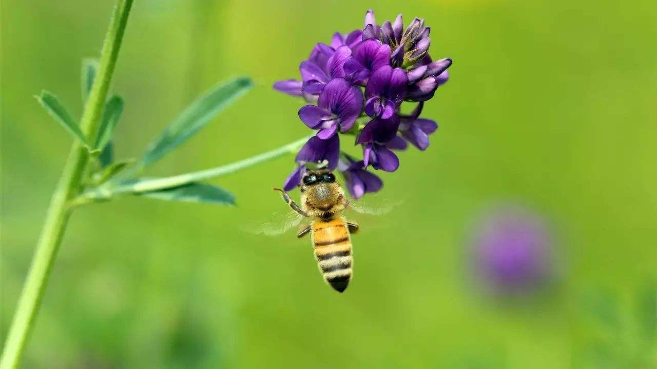 養(yǎng)蜜蜂需要投資多少錢？