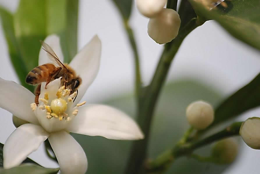 【蜜蜂知識(shí)】雄蜂試飛后多久分蜂？
