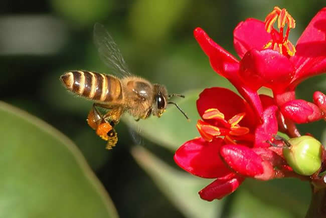【蜜蜂知識(shí)】雄蜂試飛后多久分蜂？