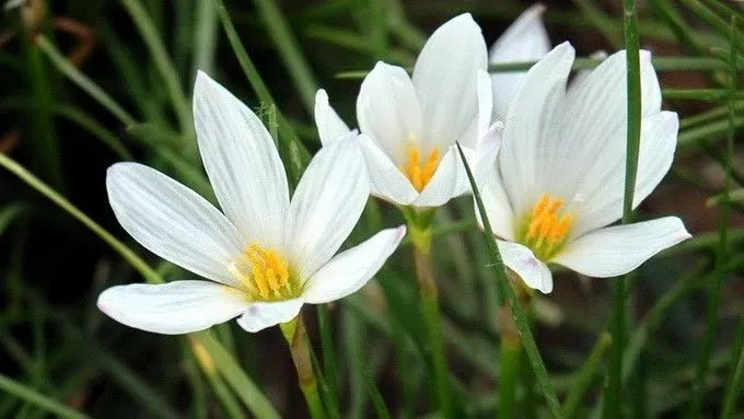白花蔥蘭是什么品種（白花蔥蘭的生長(zhǎng)特性）
