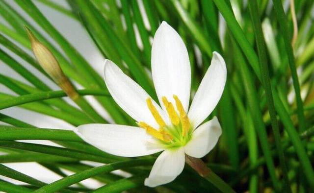 白花蔥蘭是什么品種（白花蔥蘭的生長(zhǎng)特性）