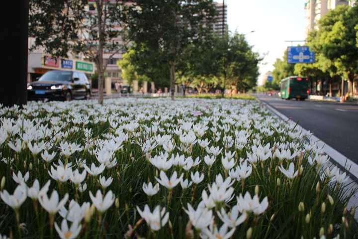 白花蔥蘭是什么品種（白花蔥蘭的生長(zhǎng)特性）