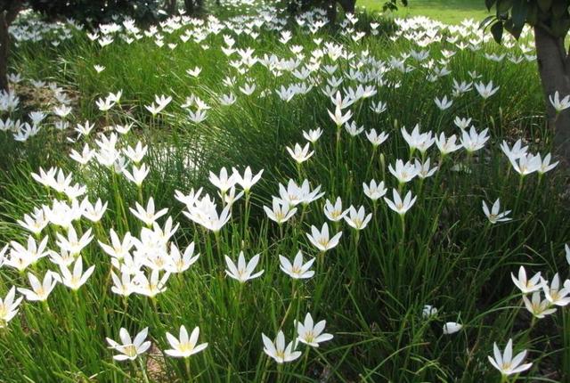 白花蔥蘭是什么品種（白花蔥蘭的生長(zhǎng)特性）