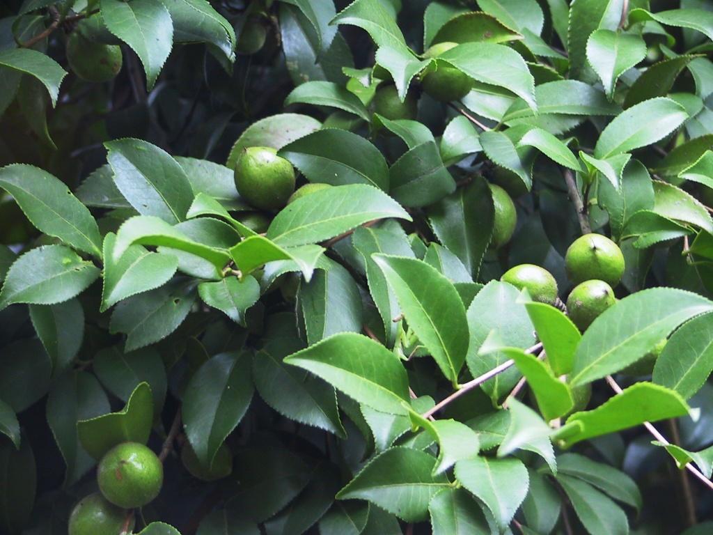 茶油樹花的露水很甜，適合養(yǎng)蜂嗎（油茶樹花能用來養(yǎng)蜂么）