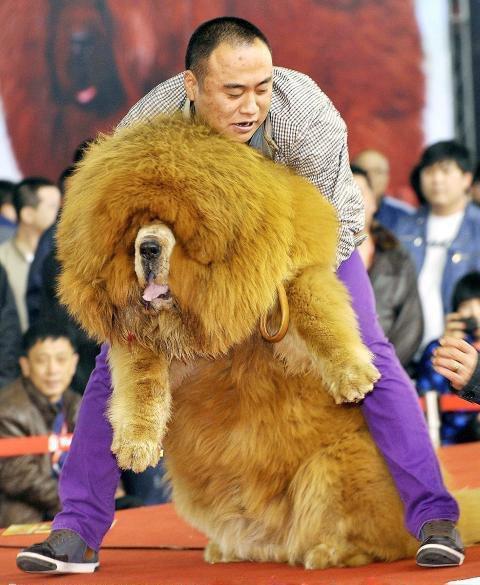 一只豬27萬美元？一只鴿子140萬美元？盤點(diǎn)史上最昂貴的6只動物
