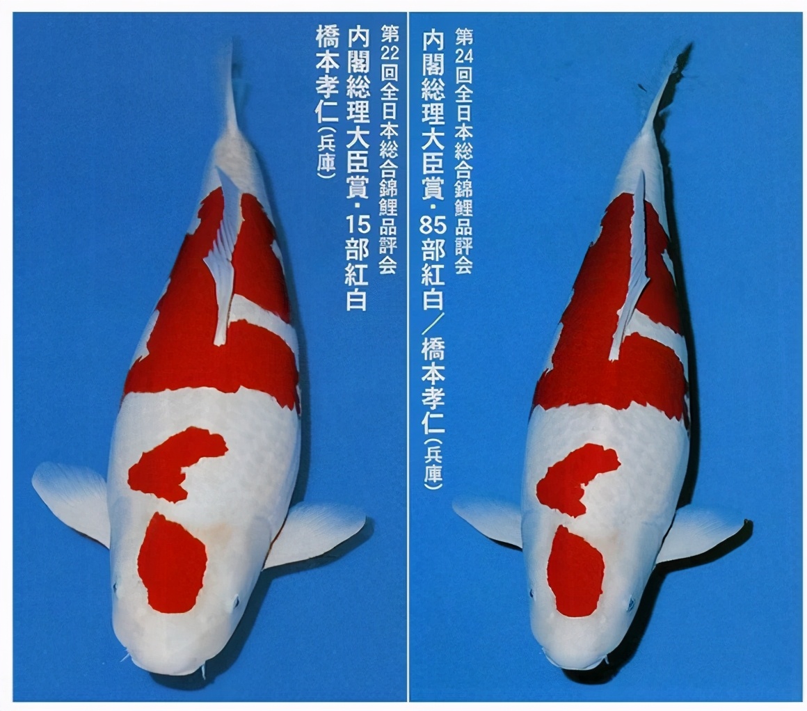 一只豬27萬美元？一只鴿子140萬美元？盤點(diǎn)史上最昂貴的6只動物