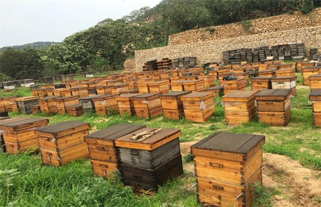 40箱蜂一年賺多少錢(qián)？