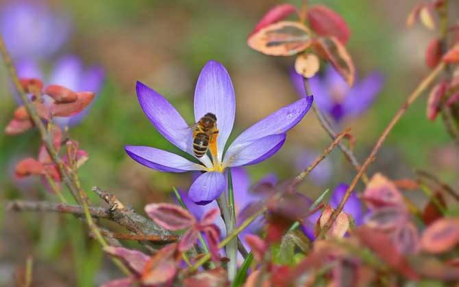 40箱蜂一年賺多少錢(qián)？