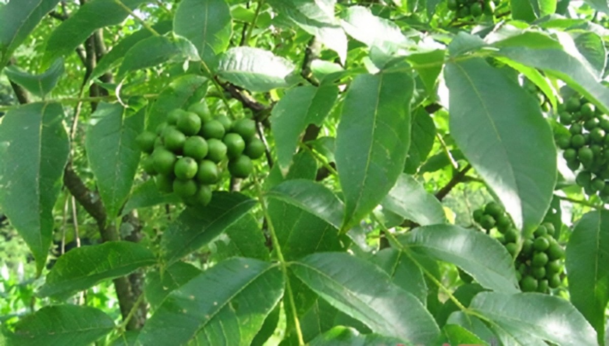 蜜源植物黃柏樹簡(jiǎn)介（黃柏樹的流蜜情況）