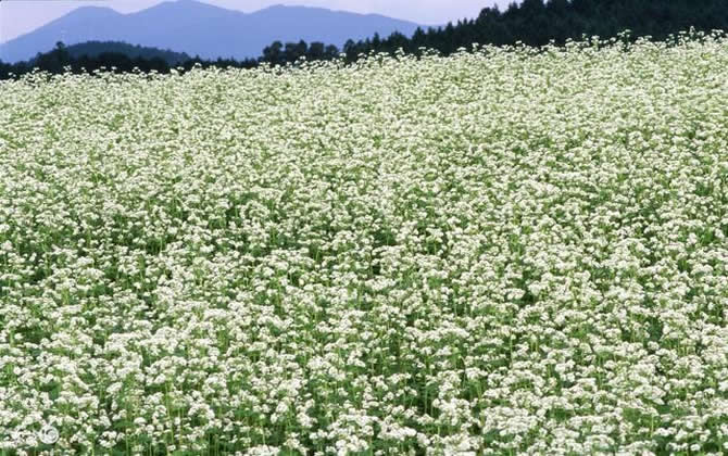 常見開花的蜜源植物有哪些？(花期、蜜粉量、流蜜規律)