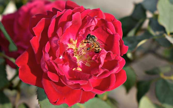 蜜蜂飛進花蜜里如何采蜜