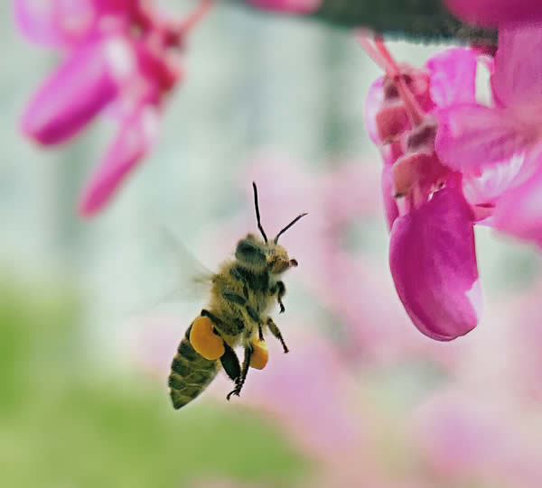 【蜜蜂知識】什么品種的中蜂蜂王最好？