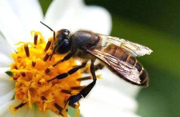 胡蜂為什么殺蜜蜂（為何蜜蜂經常被咬死）