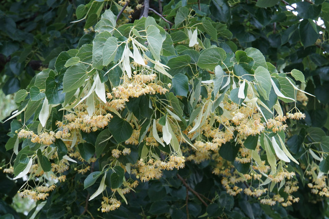 冬季蜜源植物有哪些？(盤點主要的蜜源植物)