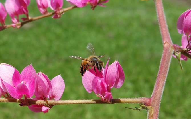 蜜蜂有什么特點(diǎn)