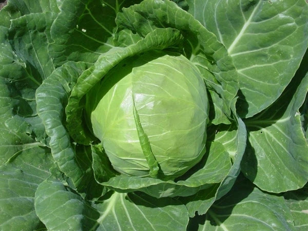 包菜是甘藍嗎（介紹蔬菜之間的親緣關(guān)系）
