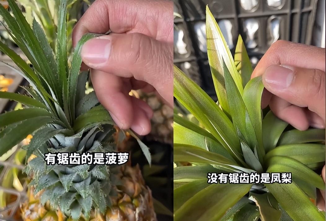 菠蘿和鳳梨是一個物種嗎（菠蘿和鳳梨的區(qū)別）