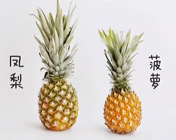 菠蘿和鳳梨是一個物種嗎（菠蘿和鳳梨的區(qū)別）