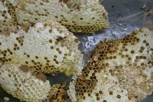 蜂巢價格多少錢一斤？