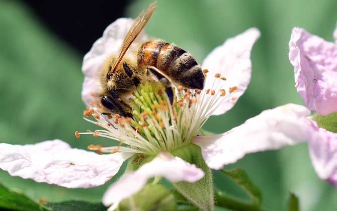 蜜蜂釀蜂蜜是為了什么？